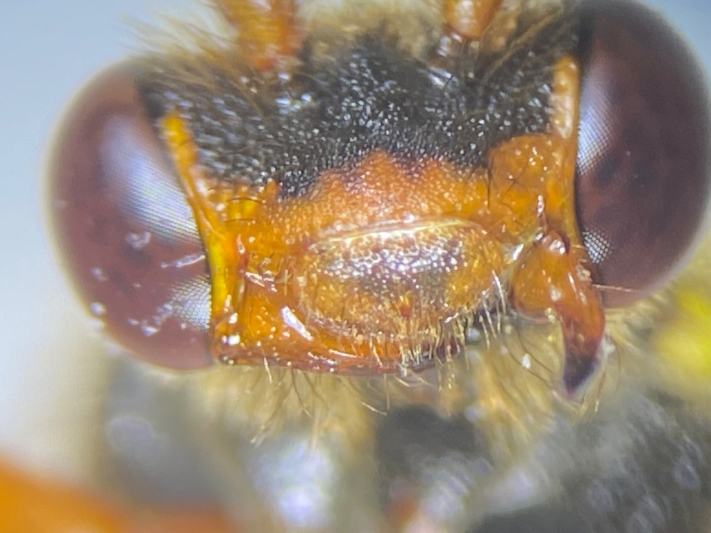 Nomada fulvicornis | Gelbfühler-Wespenbiene Nomada fulvicornis | Gelbfühler-Wespenbiene