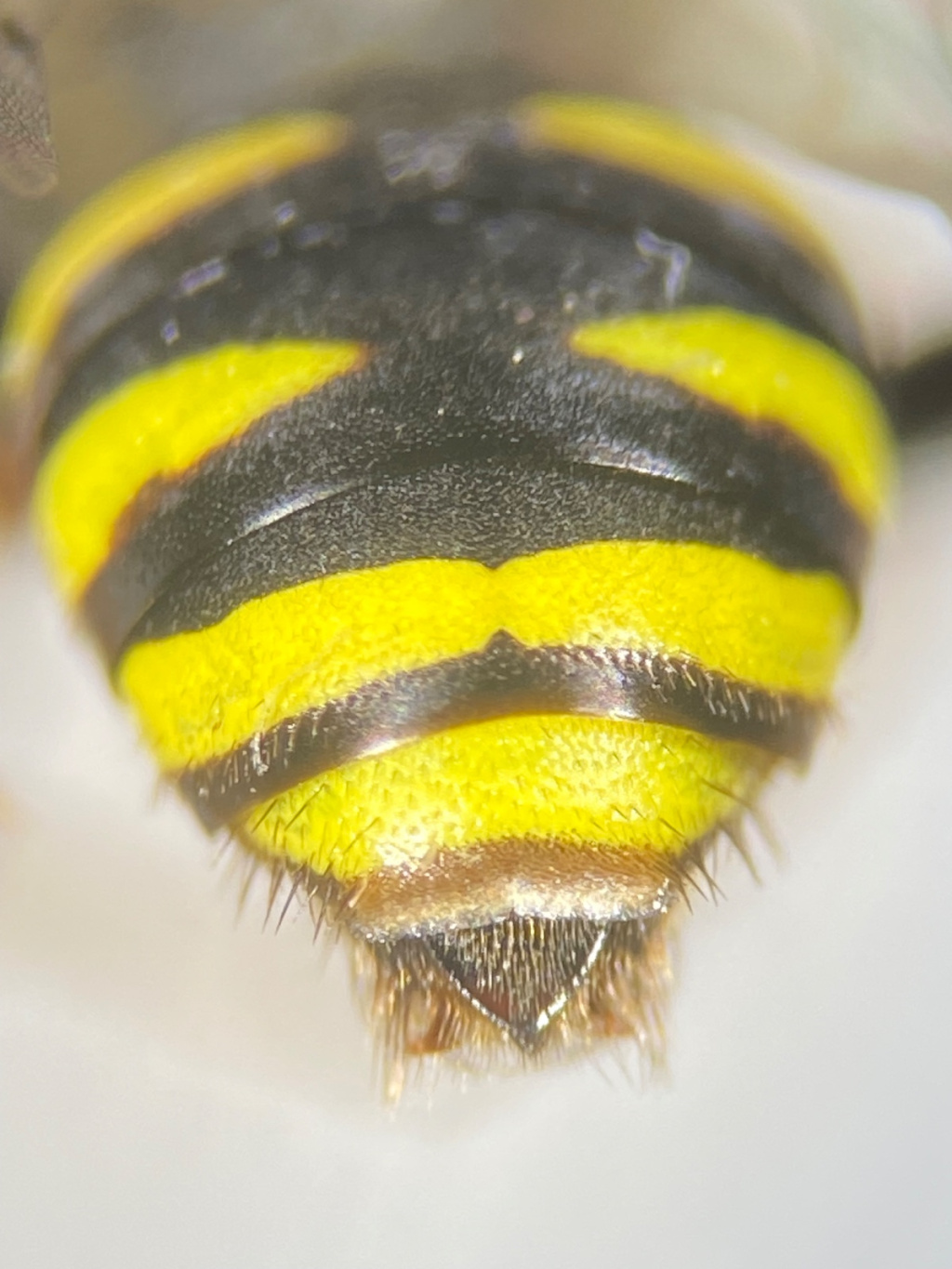 Nomada fulvicornis | Gelbfühler-Wespenbiene Nomada fulvicornis | Gelbfühler-Wespenbiene