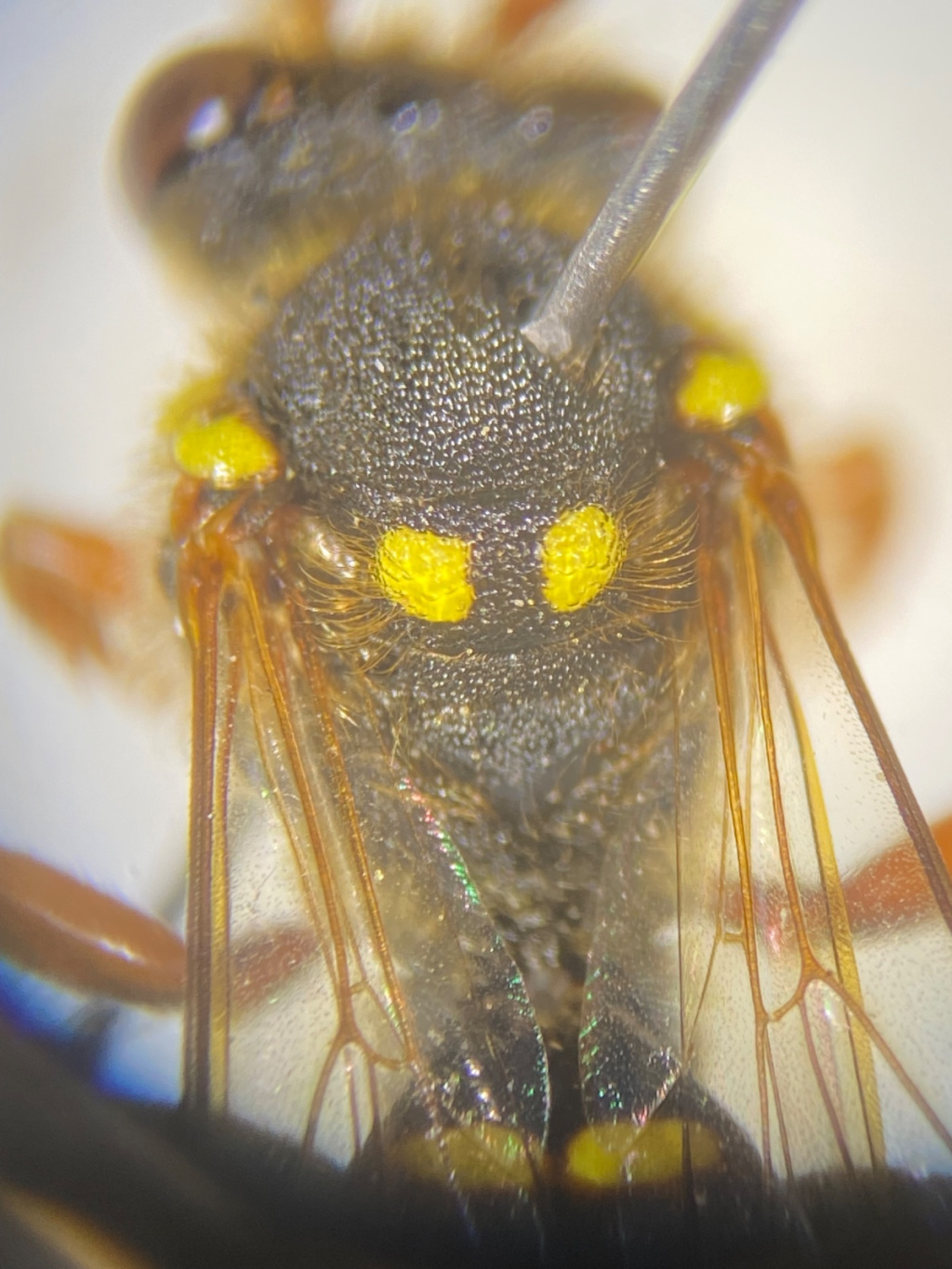 Nomada fulvicornis | Gelbfühler-Wespenbiene Nomada fulvicornis | Gelbfühler-Wespenbiene