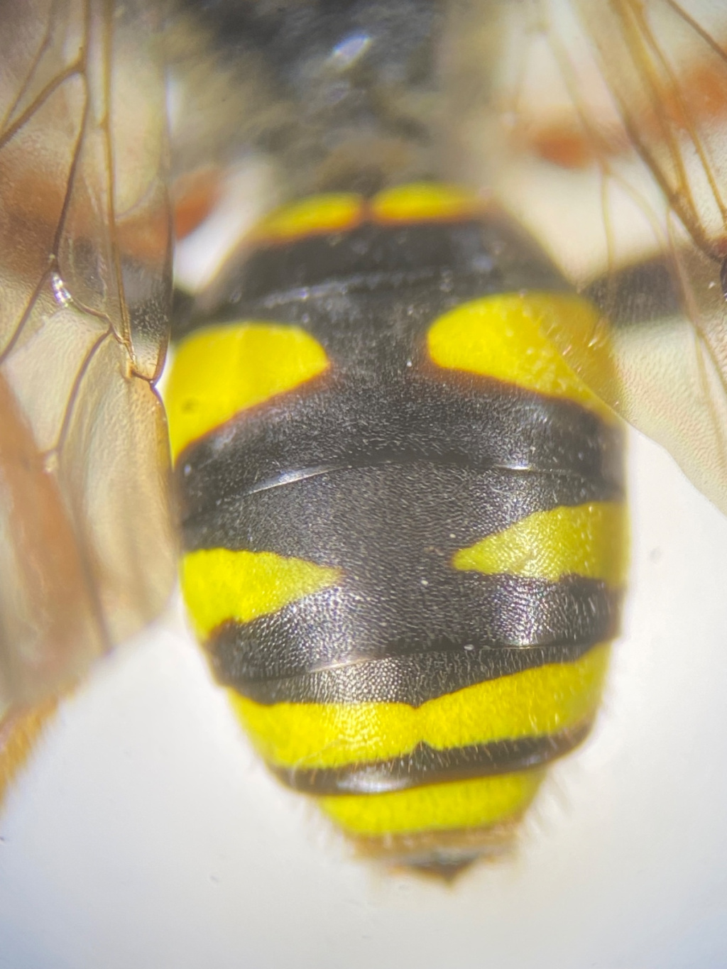 Nomada fulvicornis | Gelbfühler-Wespenbiene Nomada fulvicornis | Gelbfühler-Wespenbiene
