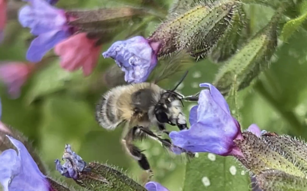 Anthophora plumipes | Frühlings-Pelzbiene Anthophora plumipes | Frühlings-Pelzbiene