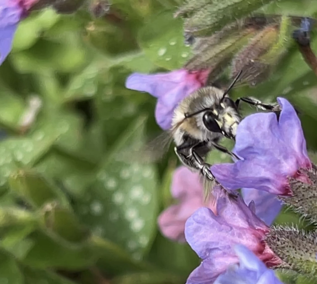 Anthophora plumipes | Frühlings-Pelzbiene Anthophora plumipes | Frühlings-Pelzbiene