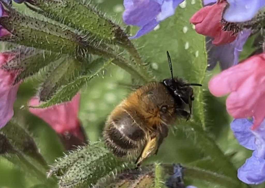Anthophora plumipes | Frühlings-Pelzbiene Anthophora plumipes | Frühlings-Pelzbiene