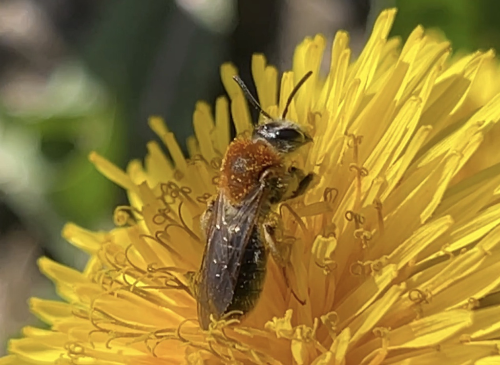 Andrena haemorrhoa | Rotschopfige Sandbiene Andrena haemorrhoa | Rotschopfige Sandbiene