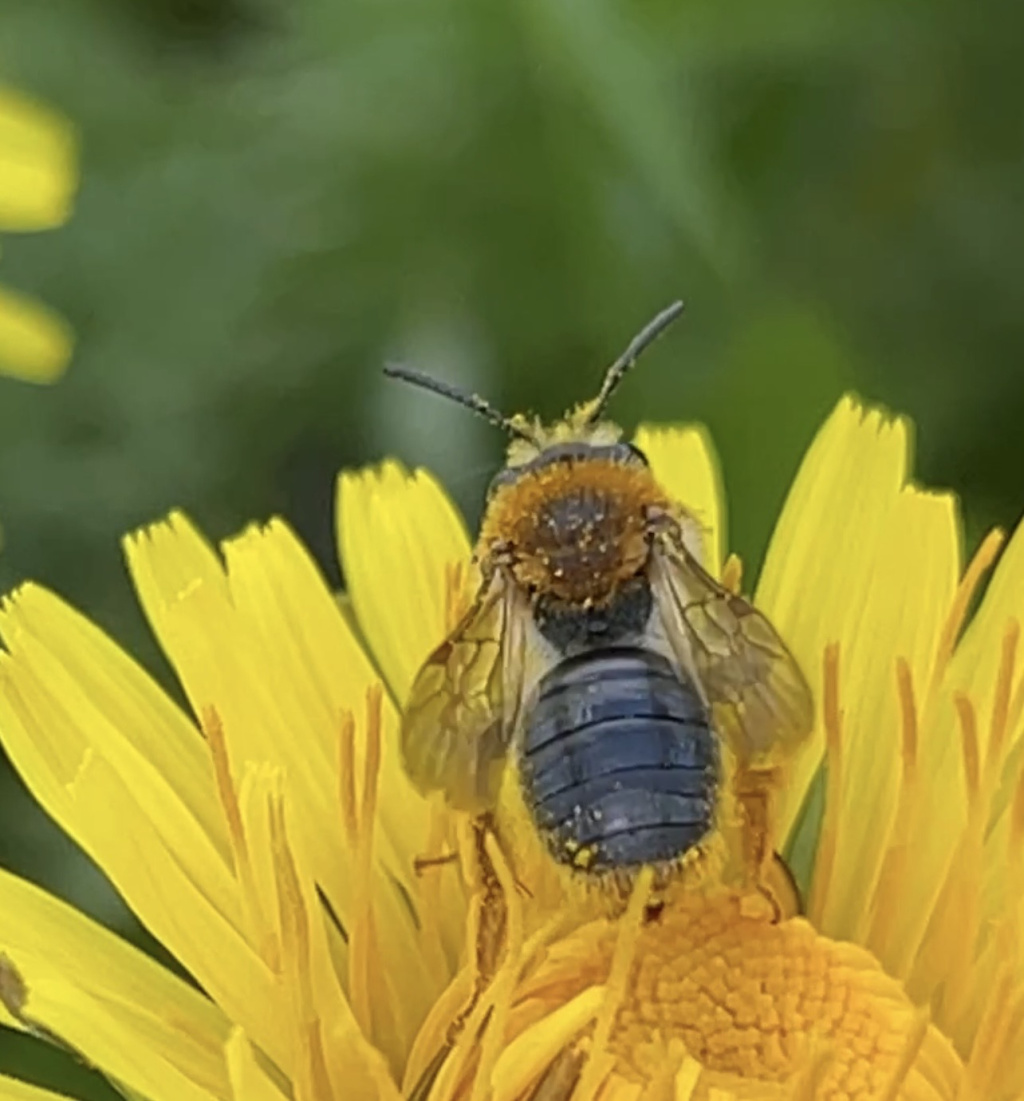 Andrena haemorrhoa | Rotschopfige Sandbiene Andrena haemorrhoa | Rotschopfige Sandbiene