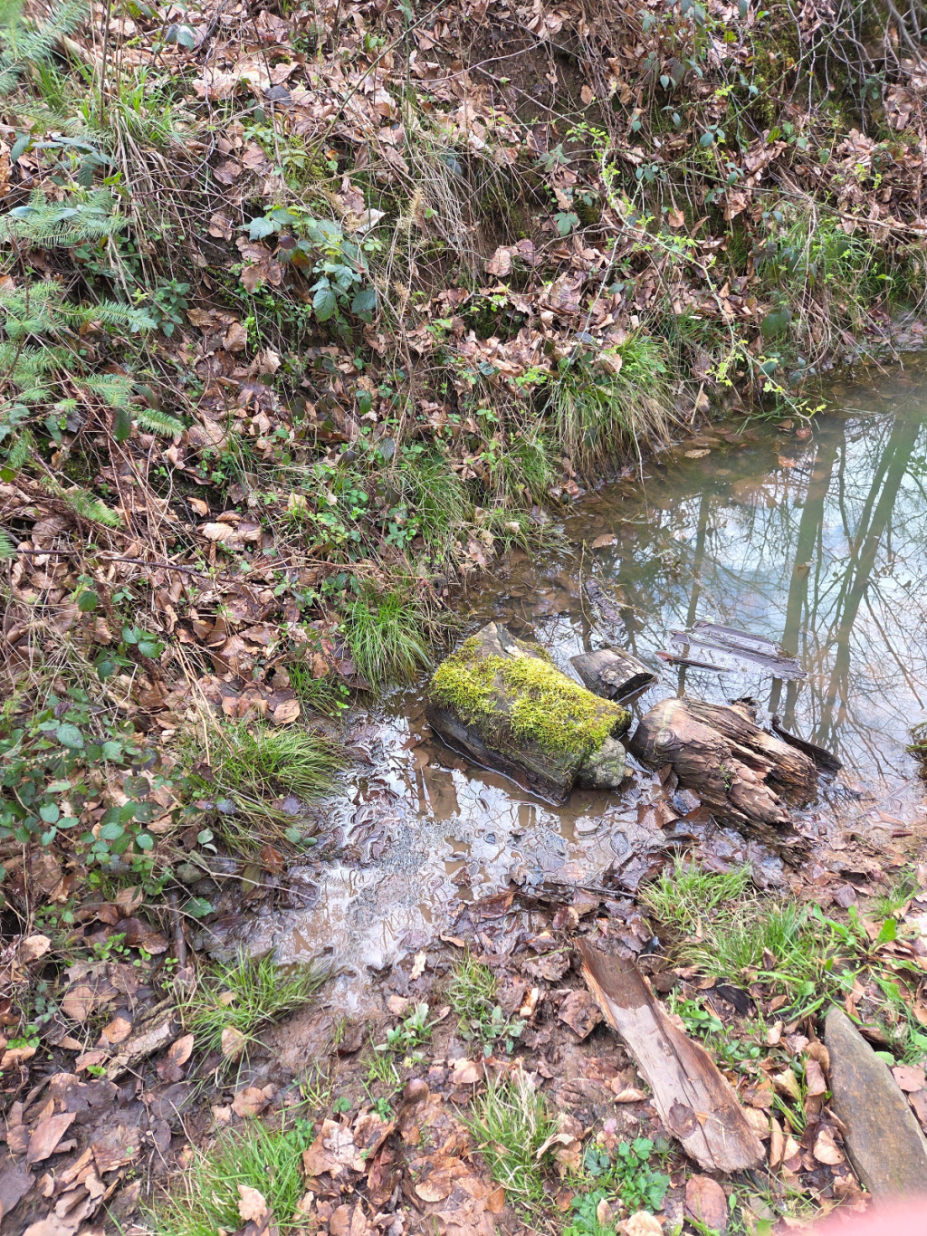 Rana temporaria | Grasfrosch Rana temporaria | Grasfrosch