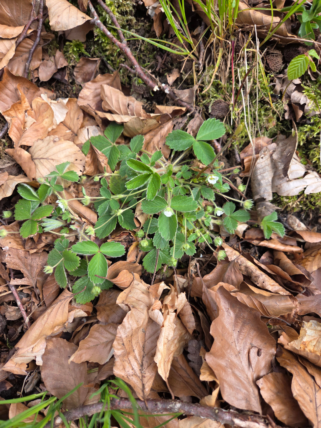 Potentilla sterilis | Erdbeer-Fingerkraut Potentilla sterilis | Erdbeer-Fingerkraut