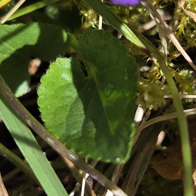 Viola hirta | Behaartes Veilchen Viola hirta | Behaartes Veilchen