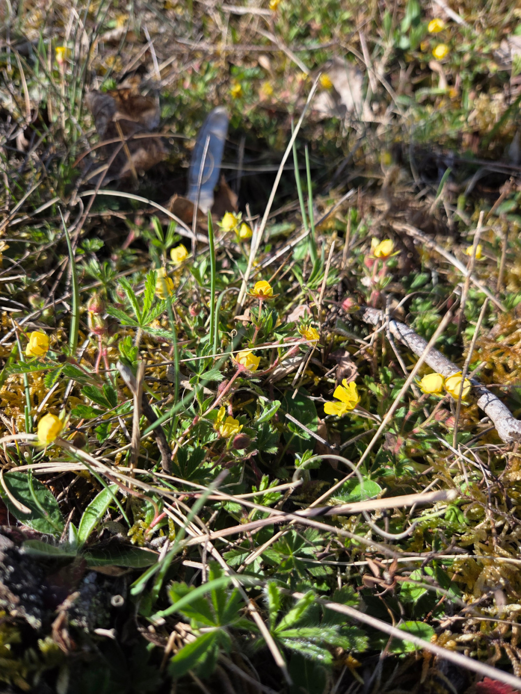 Potentilla verna | Frühlings-Fingerkraut Potentilla verna | Frühlings-Fingerkraut
