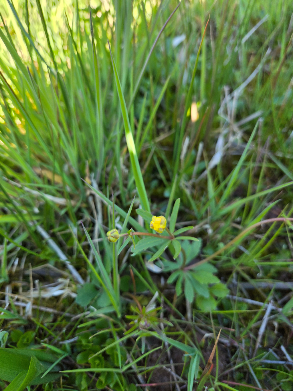 Ranunculus auricomus agg. | Gold-Hahnenfuß (Artengruppe) Ranunculus auricomus agg. | Gold-Hahnenfuß (Artengruppe)