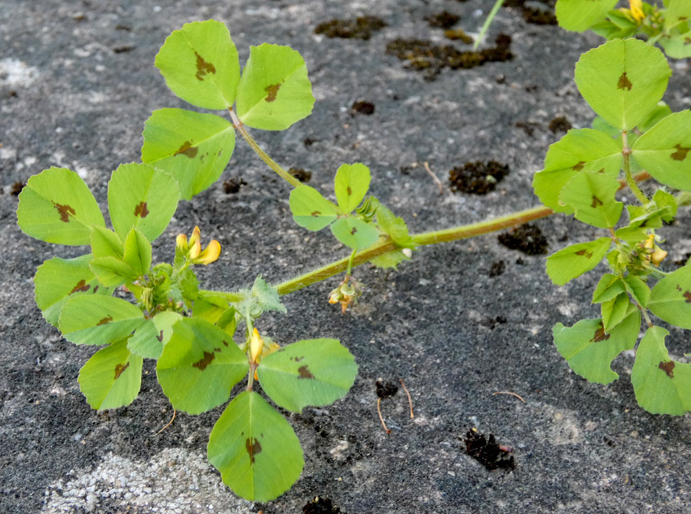 Medicago arabica | Arabischer Schneckenklee Medicago arabica | Arabischer Schneckenklee