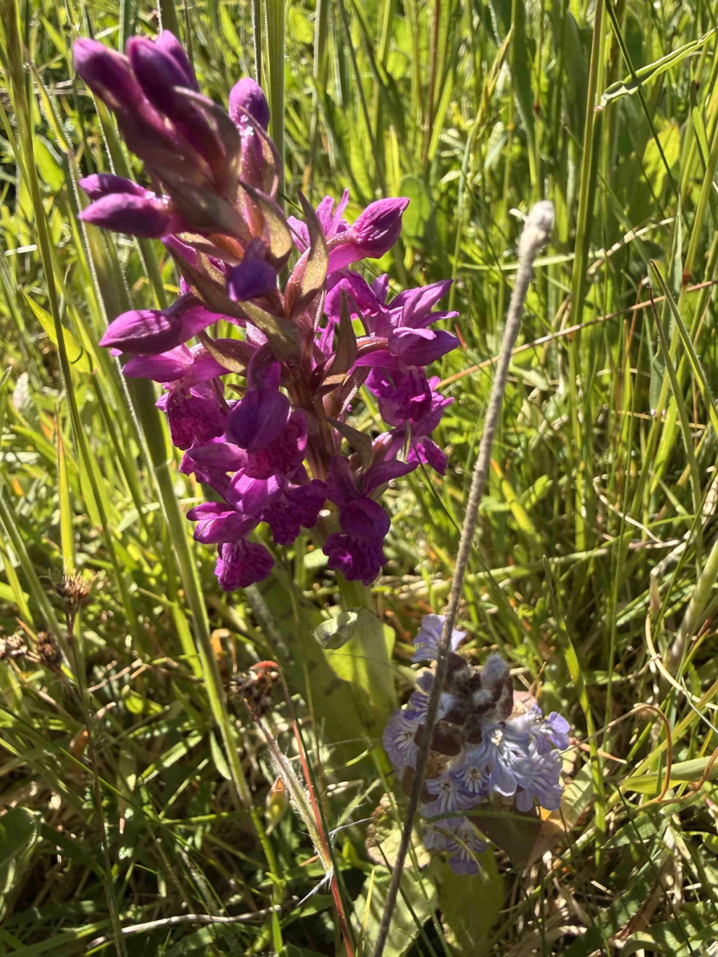 Dactylorhiza majalis s. str. | Breitblättrige Fingerwurz Dactylorhiza majalis s. str. | Breitblättrige Fingerwurz