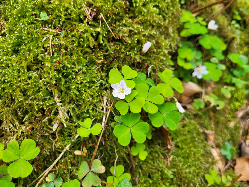 Oxalis acetosella | Wald-Sauerklee Oxalis acetosella | Wald-Sauerklee