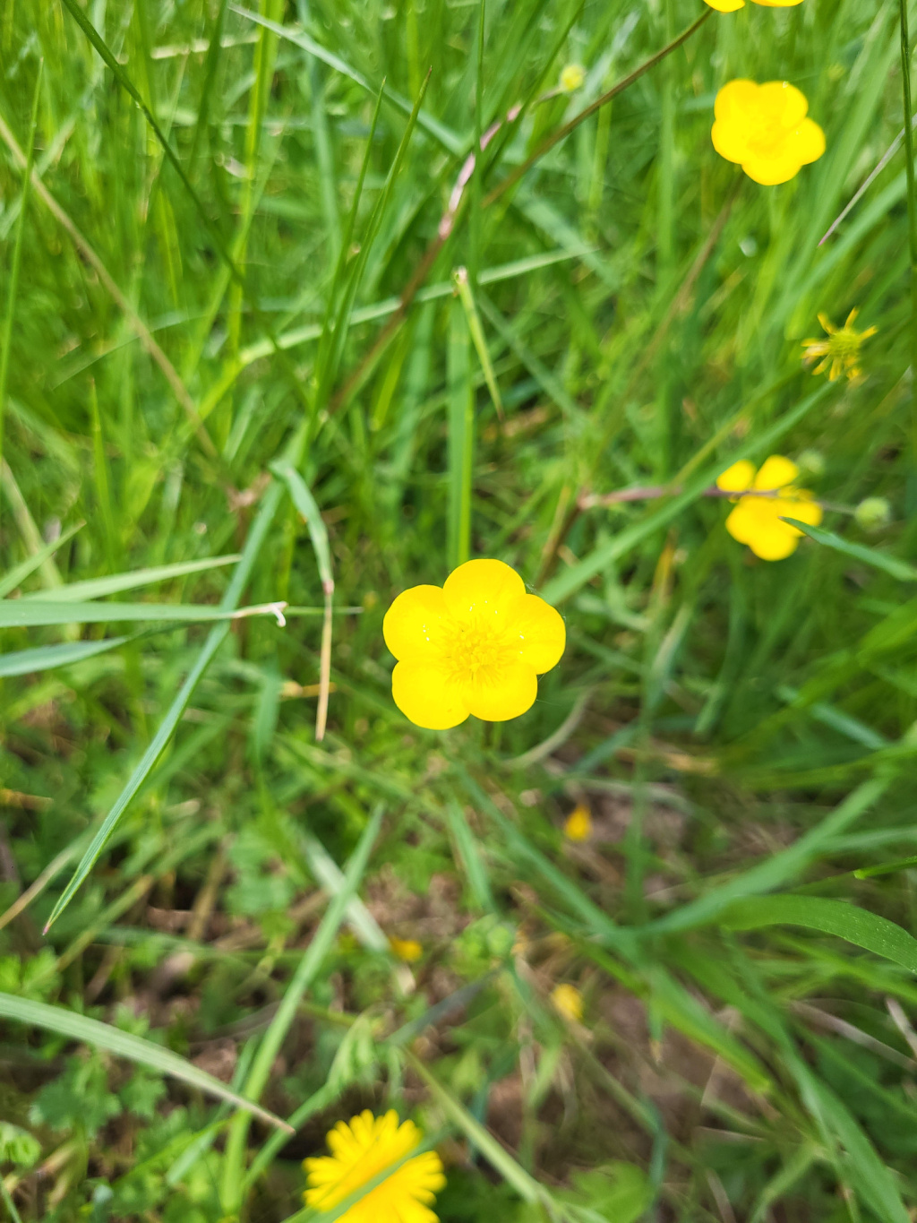 Ranunculus bulbosus subsp. bulbosus | Knolliger Hahnenfuß Ranunculus bulbosus subsp. bulbosus | Knolliger Hahnenfuß