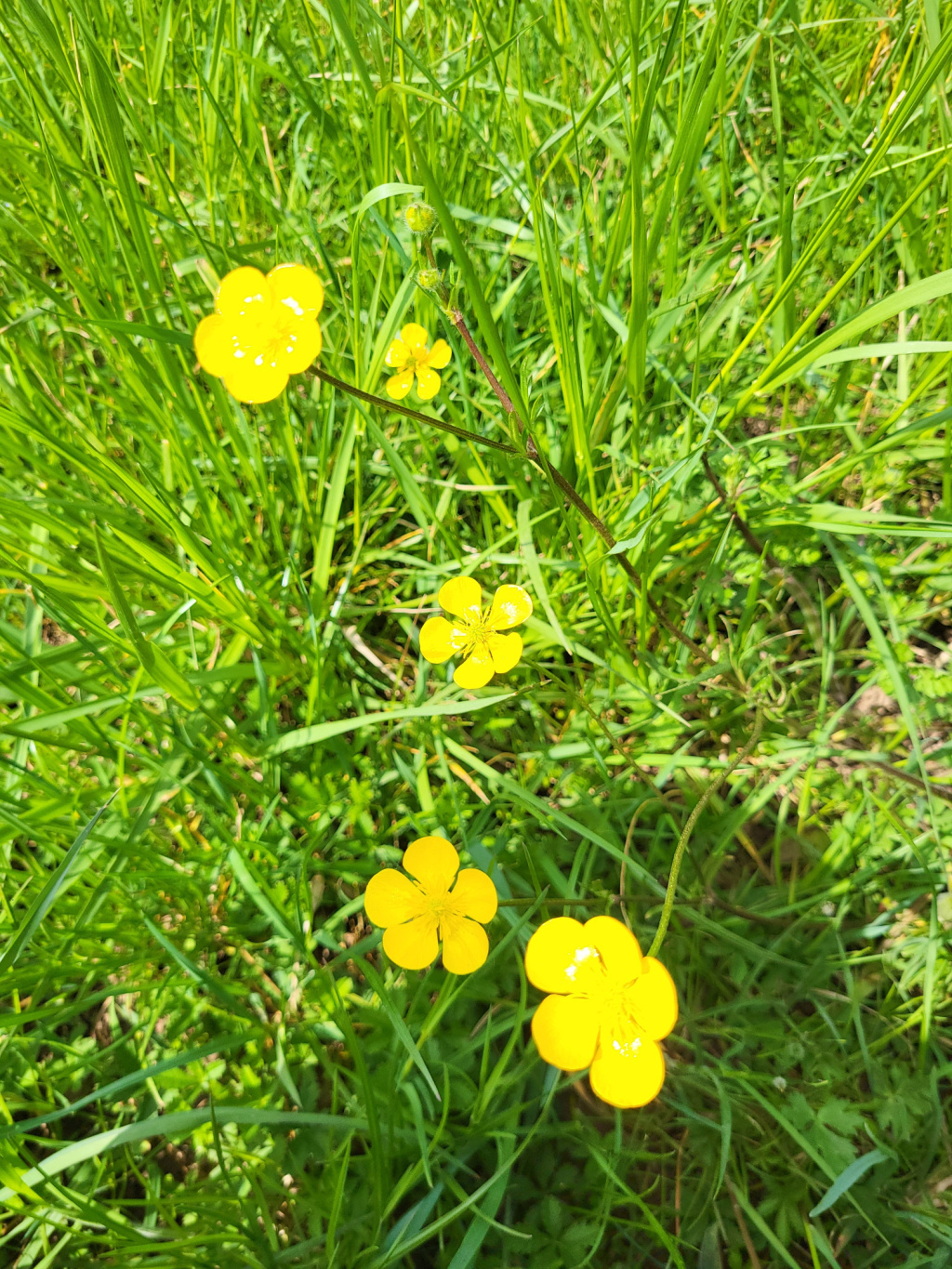 Ranunculus bulbosus subsp. bulbosus | Knolliger Hahnenfuß Ranunculus bulbosus subsp. bulbosus | Knolliger Hahnenfuß
