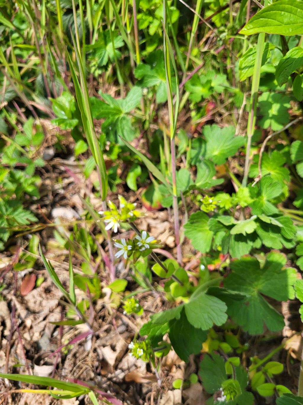 Cerastium glomeratum | Knäuel-Hornkraut Cerastium glomeratum | Knäuel-Hornkraut