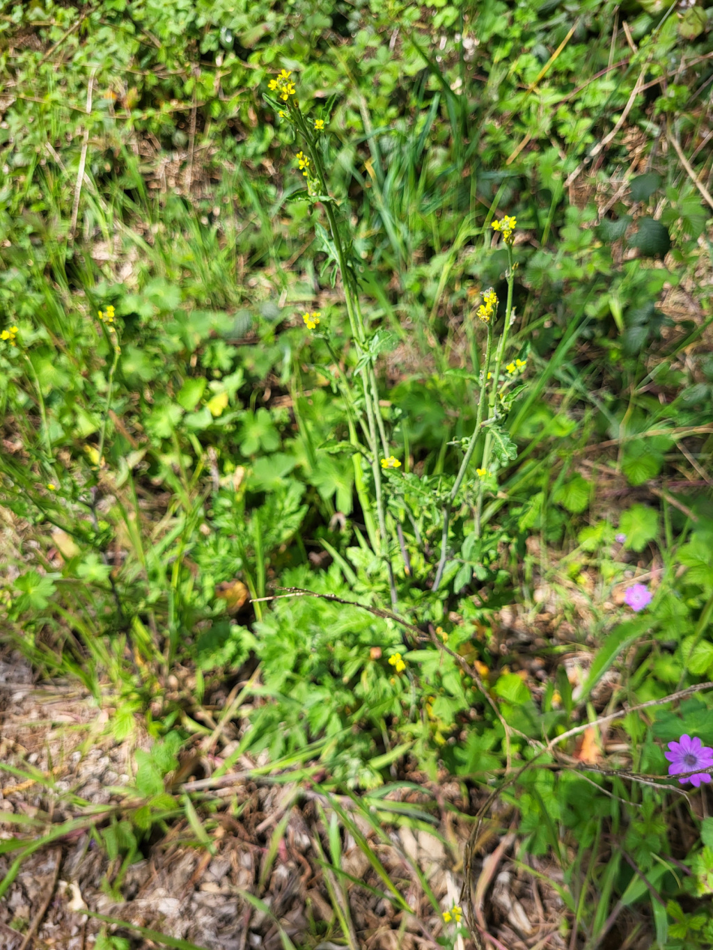 Sisymbrium officinale | Wege-Rauke Sisymbrium officinale | Wege-Rauke