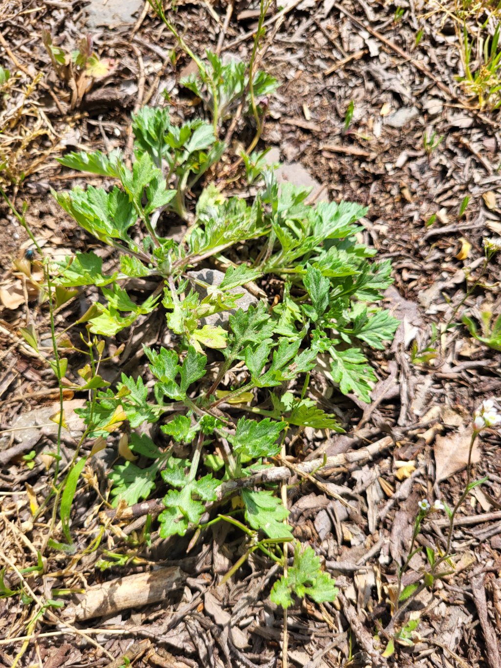 Artemisia vulgaris | Gewöhnlicher Beifuß Artemisia vulgaris | Gewöhnlicher Beifuß