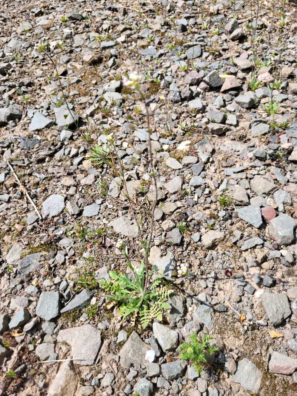 Capsella bursa-pastoris | Gewöhnliches Hirtentäschel Capsella bursa-pastoris | Gewöhnliches Hirtentäschel