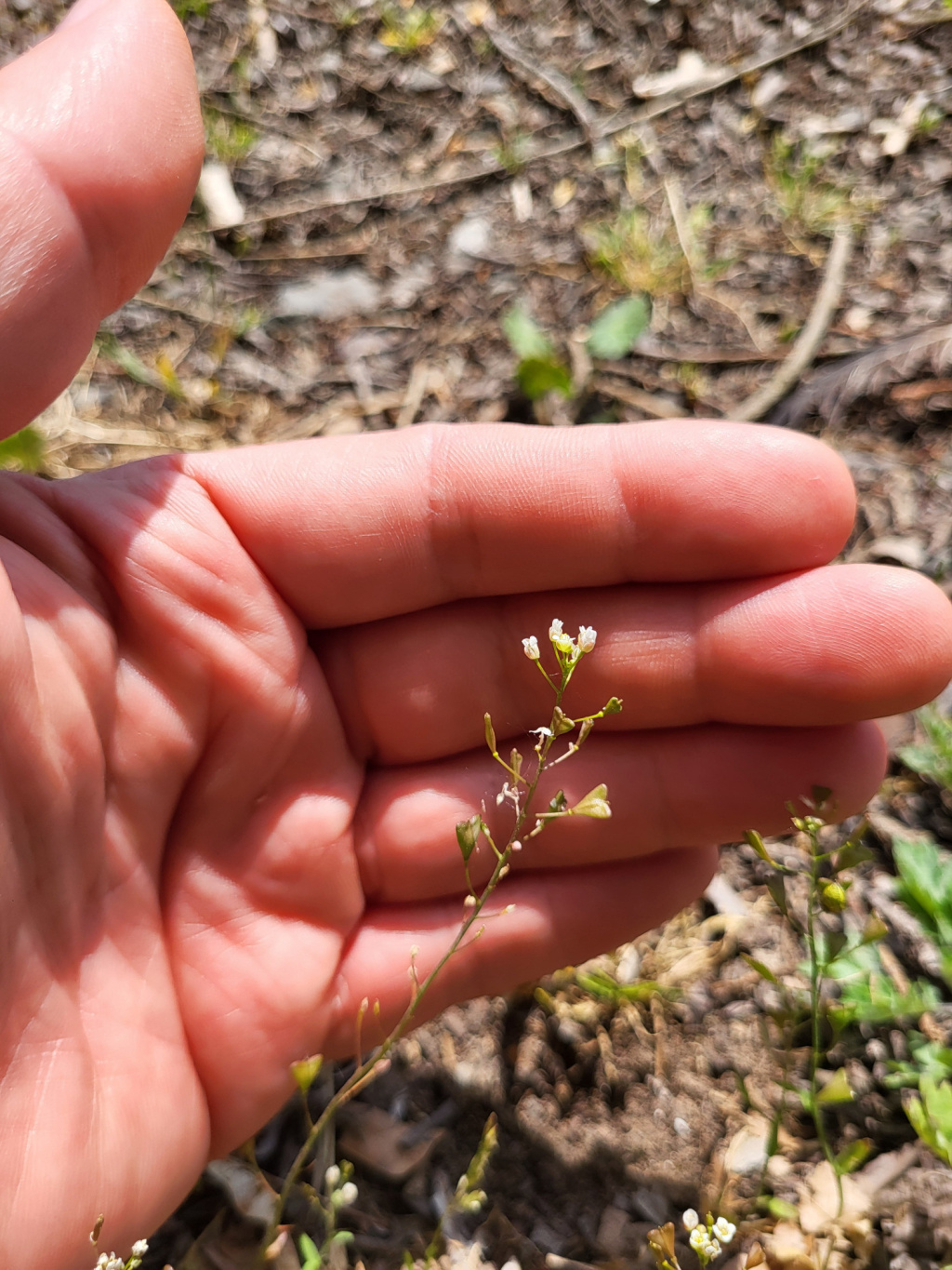 Capsella bursa-pastoris | Gewöhnliches Hirtentäschel Capsella bursa-pastoris | Gewöhnliches Hirtentäschel
