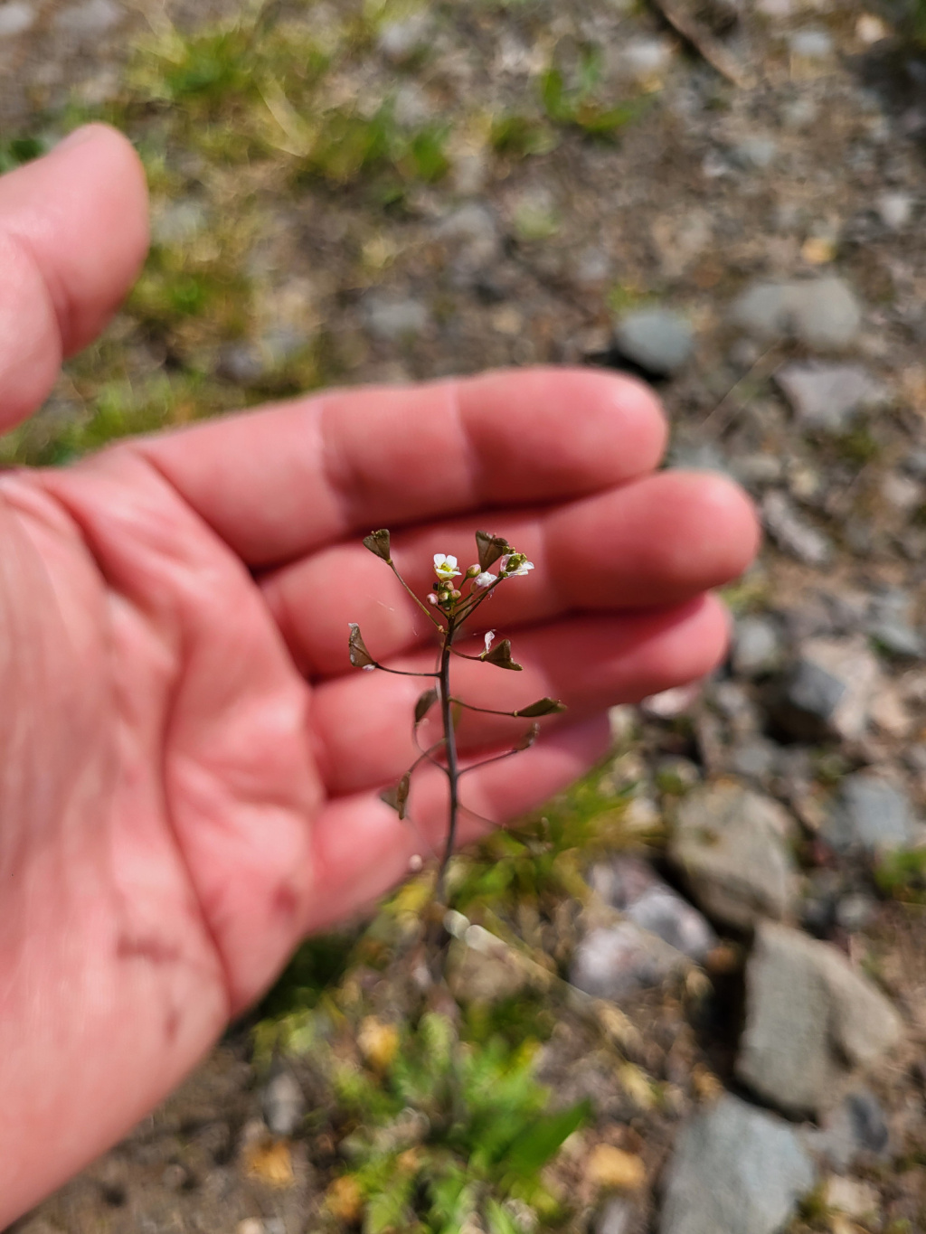 Capsella bursa-pastoris | Gewöhnliches Hirtentäschel Capsella bursa-pastoris | Gewöhnliches Hirtentäschel