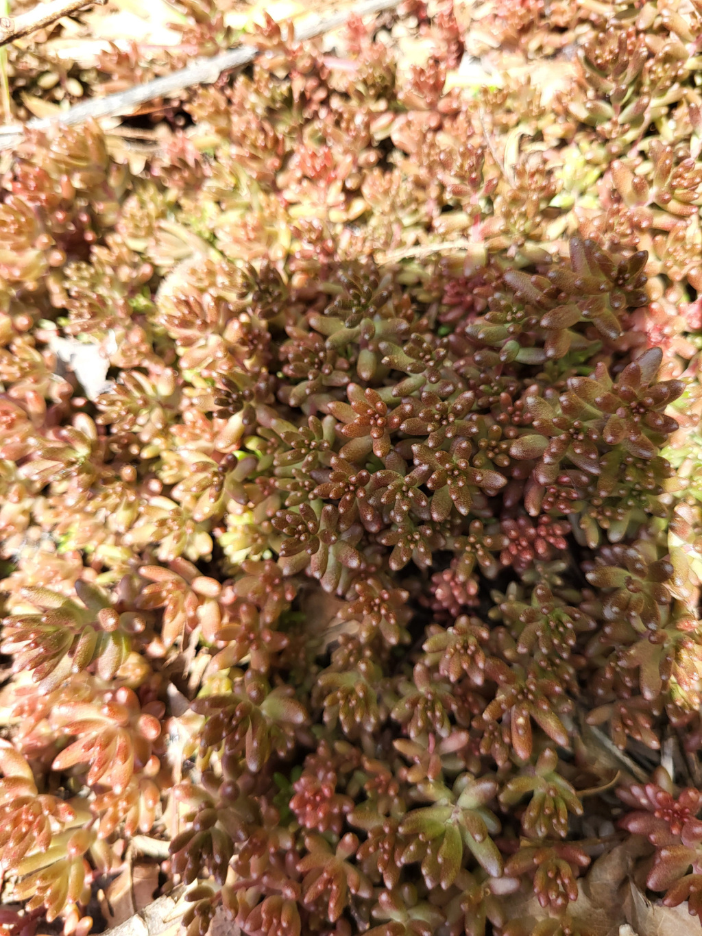 Sedum album subsp. album | Weiße Fetthenne Sedum album subsp. album | Weiße Fetthenne