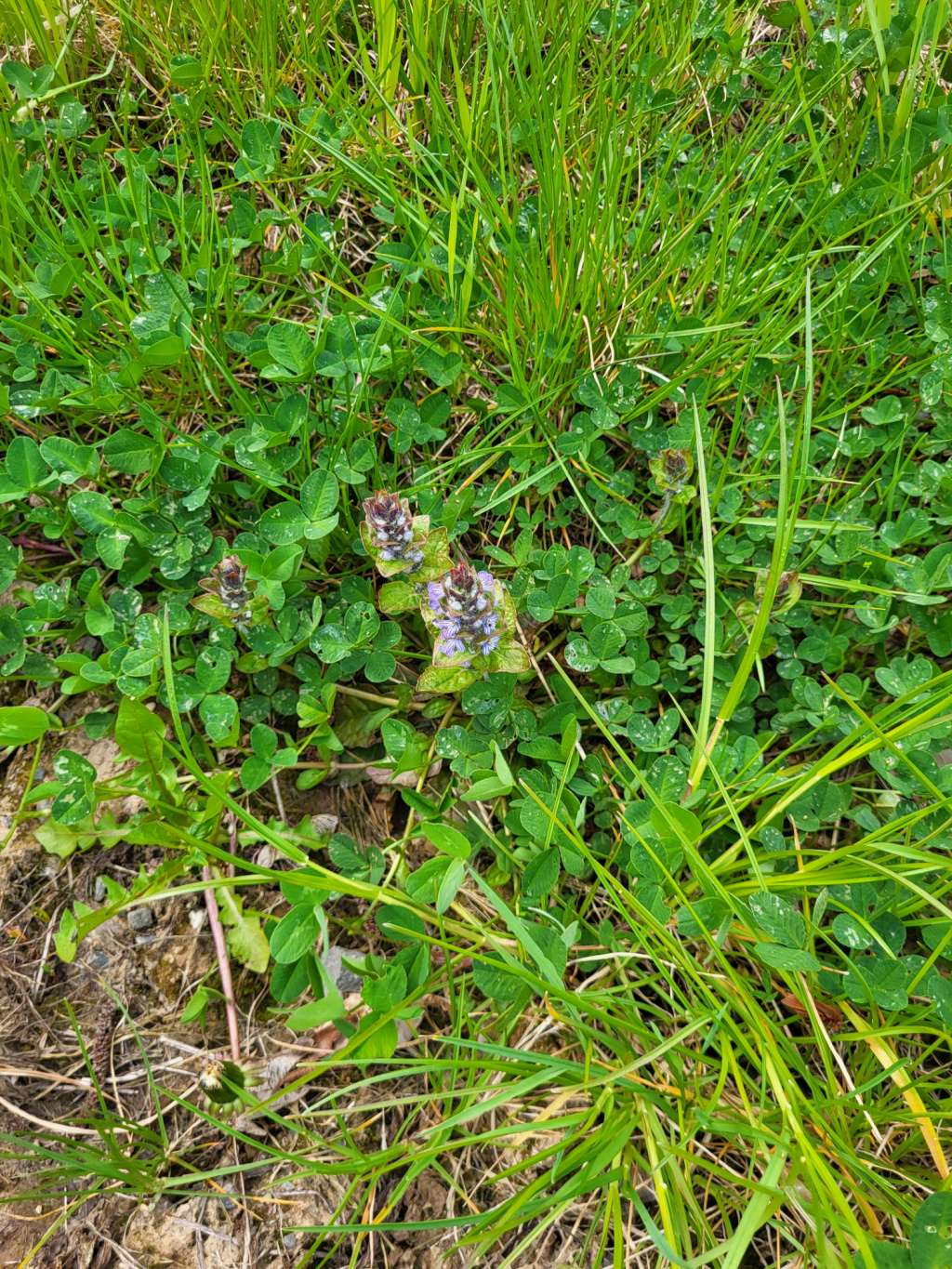 Ajuga reptans | Kriech-Günsel Ajuga reptans | Kriech-Günsel