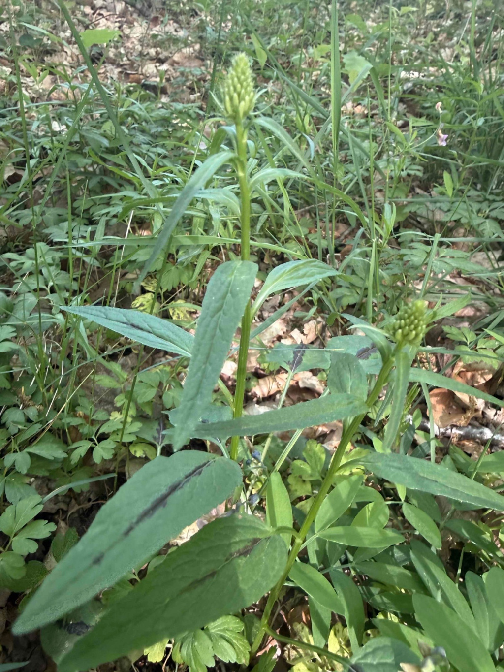 Phyteuma nigrum | Schwarze Teufelskralle Phyteuma nigrum | Schwarze Teufelskralle