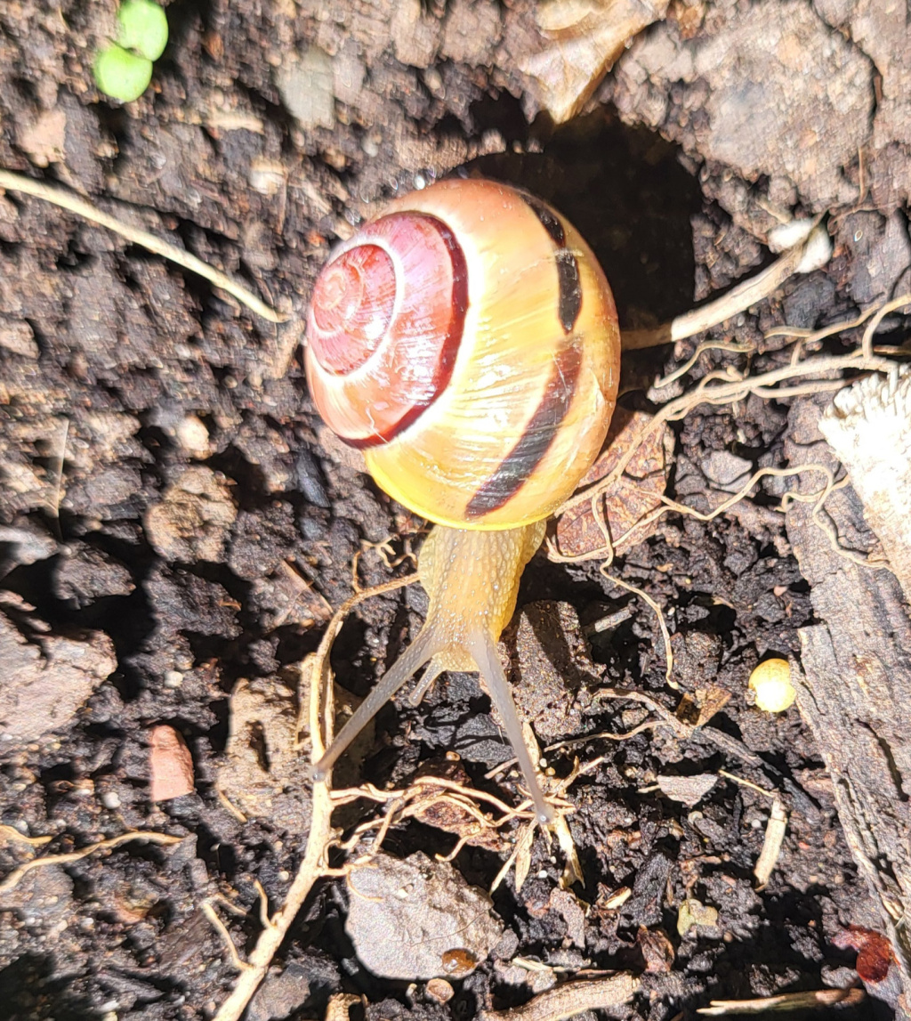 Cepaea hortensis | Garten-Schnirkelschnecke Cepaea hortensis | Garten-Schnirkelschnecke