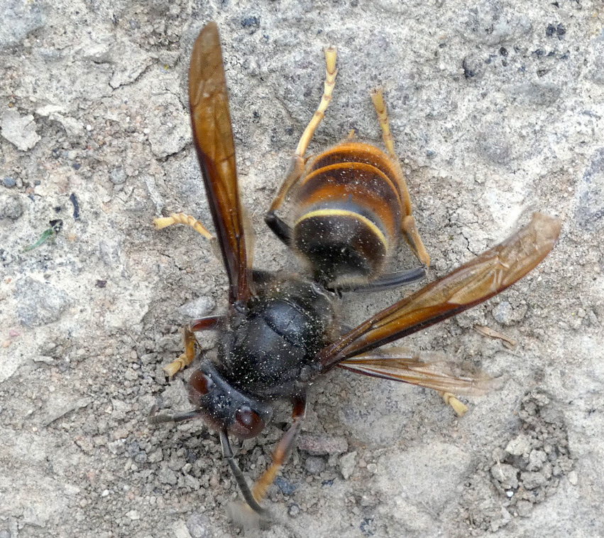 Vespa velutina nigrithorax | Asiatische Hornisse Vespa velutina nigrithorax | Asiatische Hornisse