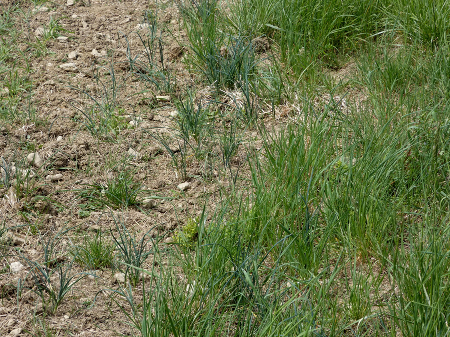 Allium oleraceum | Gemüse-Lauch Allium oleraceum | Gemüse-Lauch