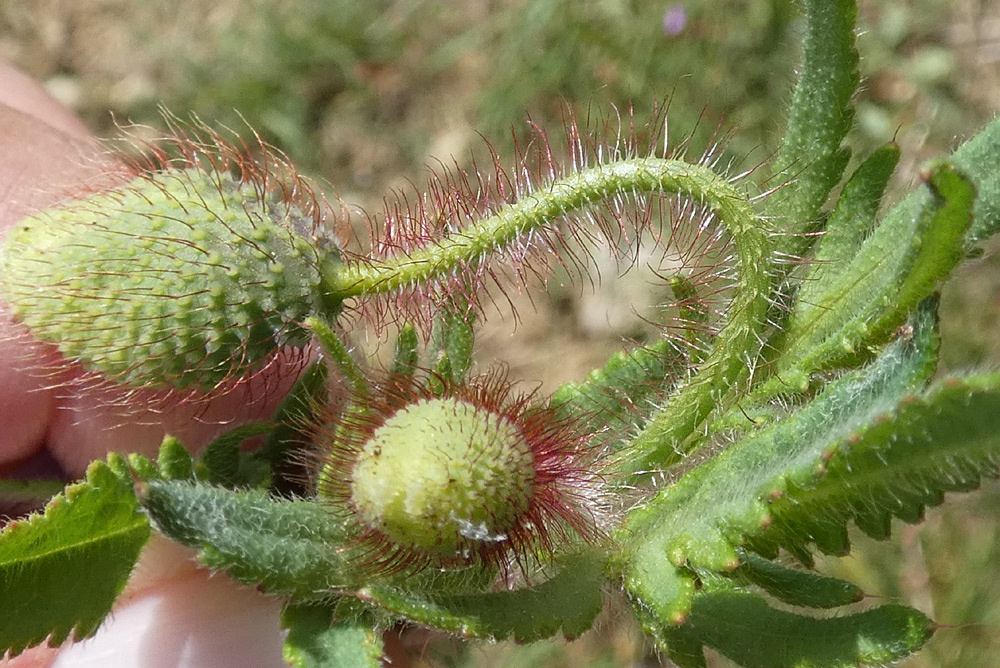 Papaver rhoeas | Klatsch-Mohn Papaver rhoeas | Klatsch-Mohn