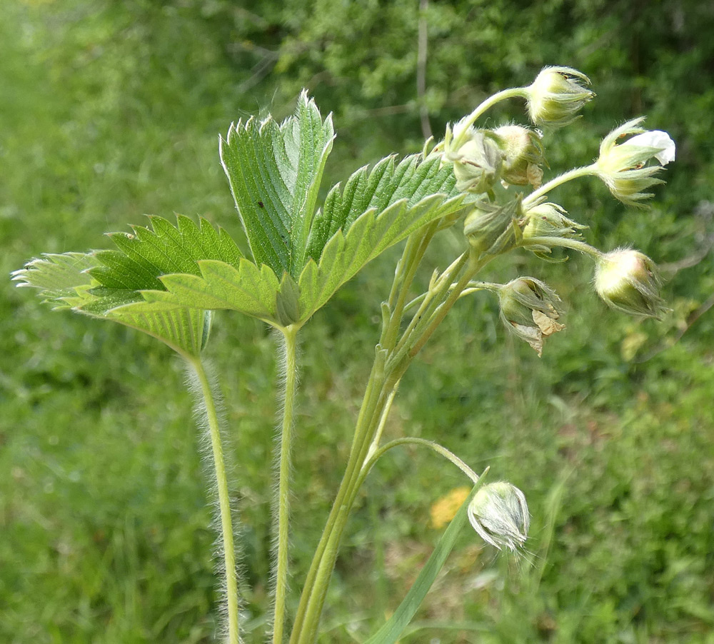 Fragaria viridis subsp. viridis | Knack-Erdbeere Fragaria viridis subsp. viridis | Knack-Erdbeere