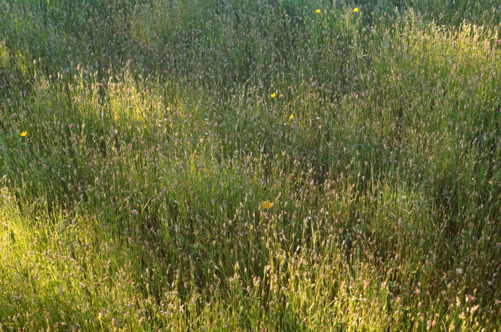 Alopecurus rendlei | Aufgeblasener Fuchsschwanz Alopecurus rendlei | Aufgeblasener Fuchsschwanz