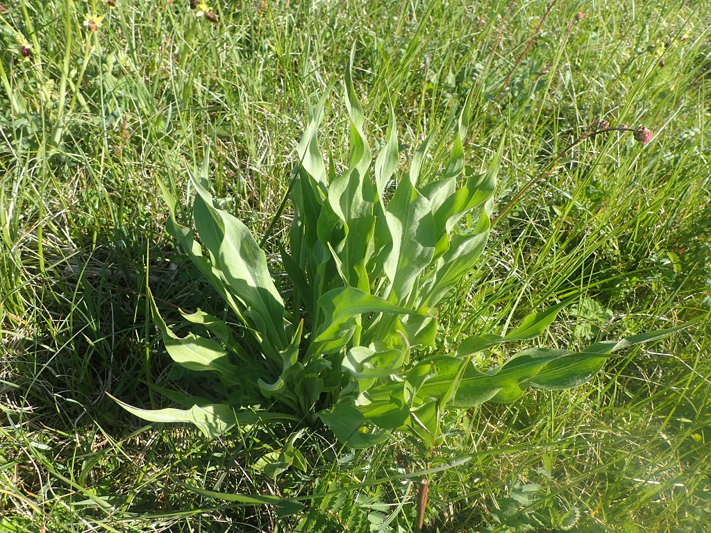 Scorzonera hispanica | Garten-Schwarzwurzel Scorzonera hispanica | Garten-Schwarzwurzel