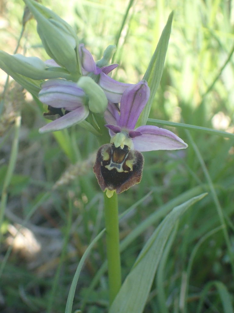 Ophrys holoserica subsp. holoserica Ophrys holoserica subsp. holoserica