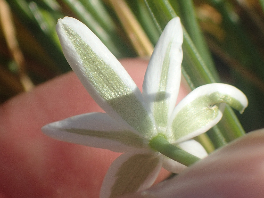 Ornithogalum umbellatum agg. | Dolden-Milchstern (Artengruppe) Ornithogalum umbellatum agg. | Dolden-Milchstern (Artengruppe)