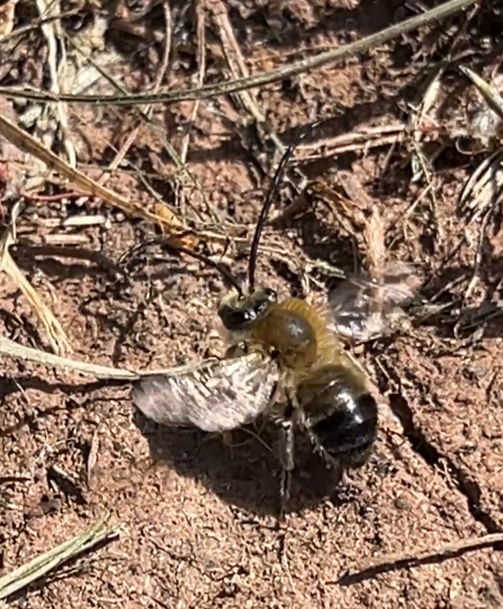 Eucera nigrescens | Mai-Langhornbiene Eucera nigrescens | Mai-Langhornbiene
