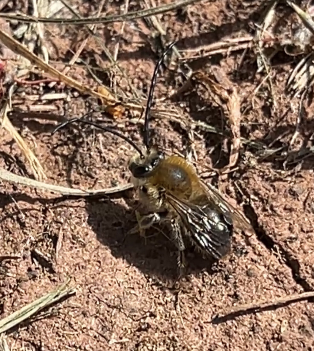 Eucera nigrescens | Mai-Langhornbiene Eucera nigrescens | Mai-Langhornbiene