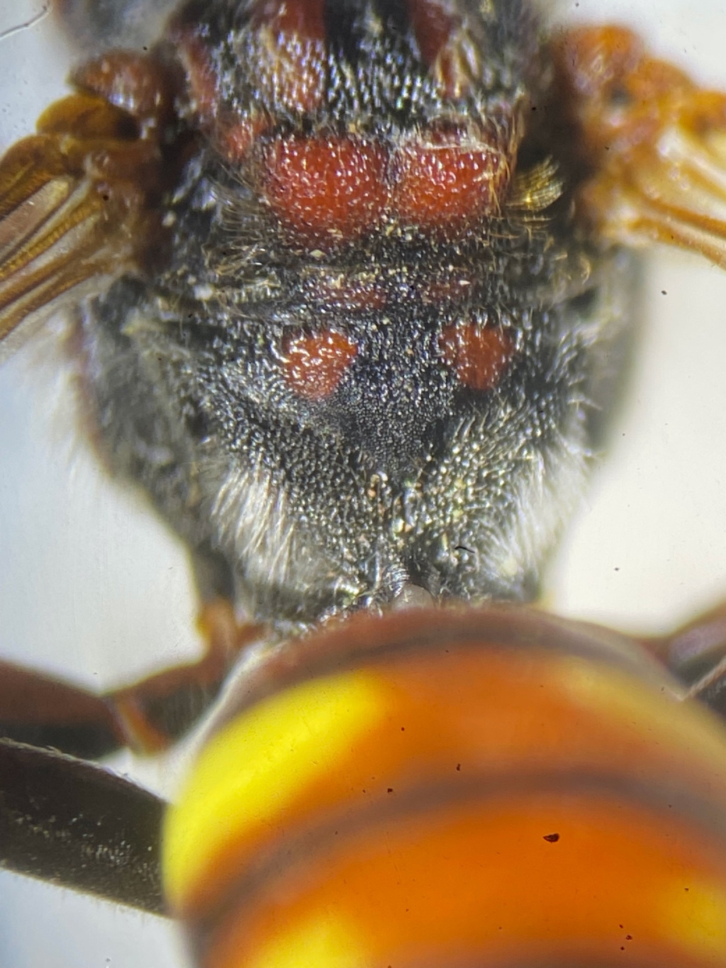 Nomada ruficornis | Rotfühler-Wespenbiene Nomada ruficornis | Rotfühler-Wespenbiene