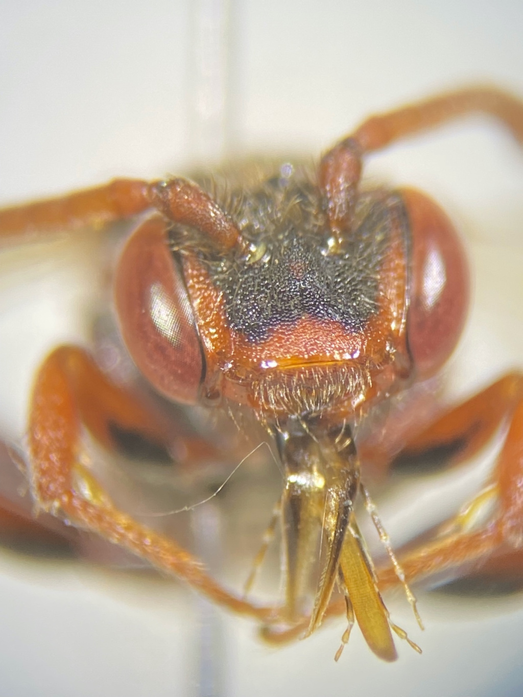 Nomada ruficornis | Rotfühler-Wespenbiene Nomada ruficornis | Rotfühler-Wespenbiene