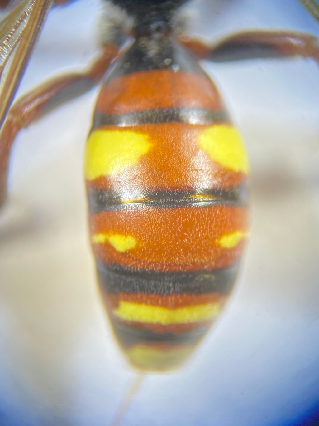 Nomada ruficornis | Rotfühler-Wespenbiene Nomada ruficornis | Rotfühler-Wespenbiene