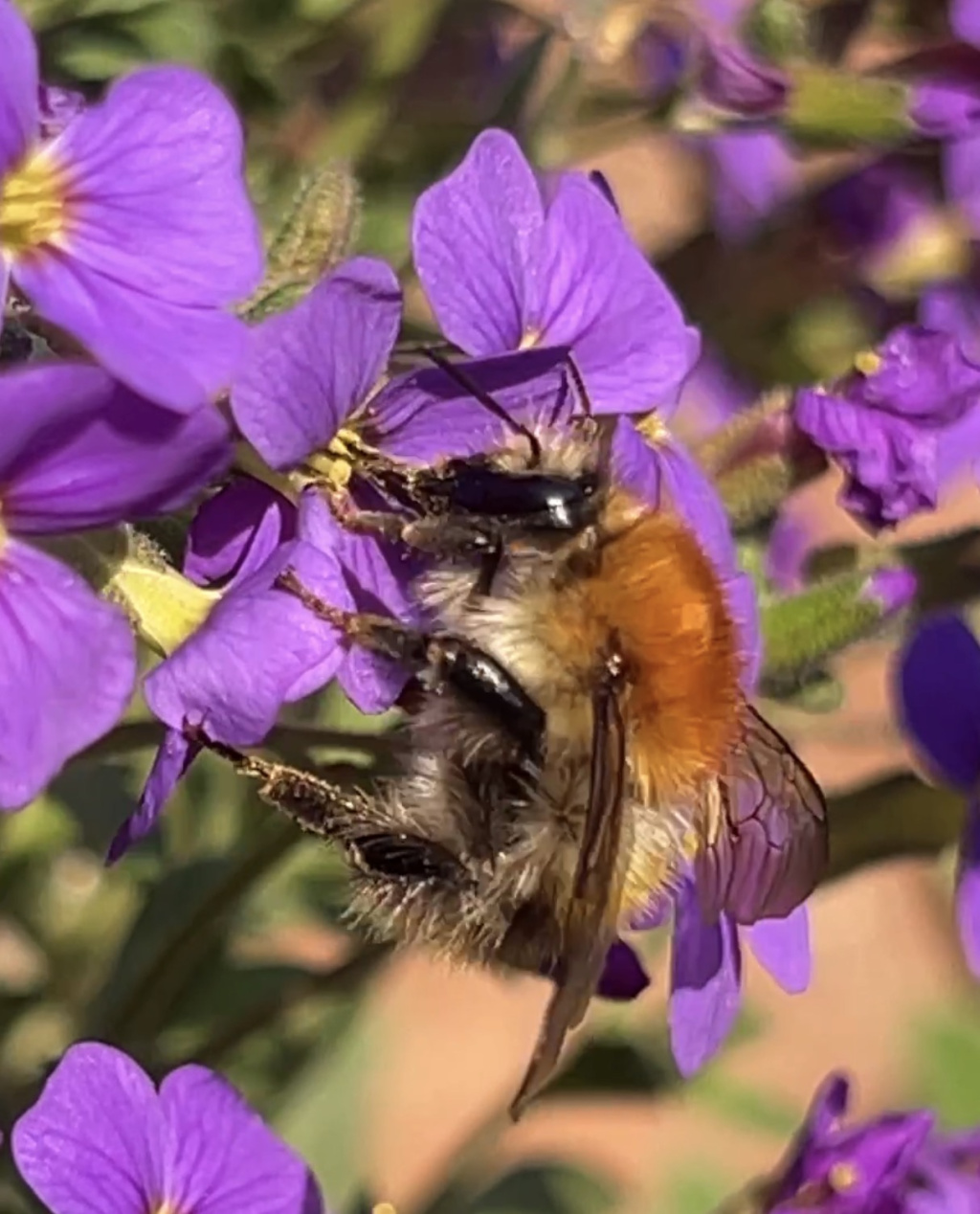 Bombus pascuorum | Ackerhummel Bombus pascuorum | Ackerhummel