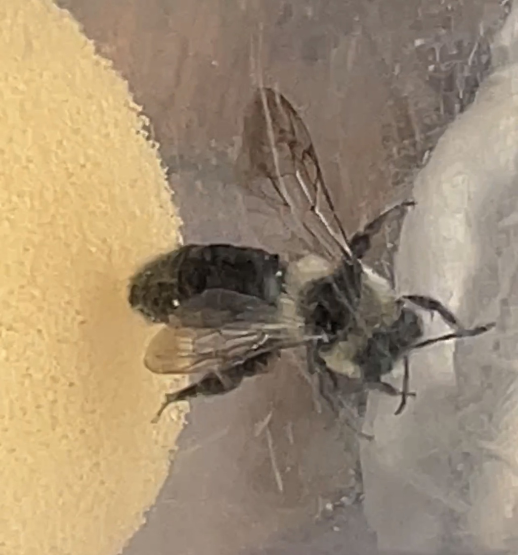 Andrena cineraria | Grauschwarze Düstersandbiene Andrena cineraria | Grauschwarze Düstersandbiene