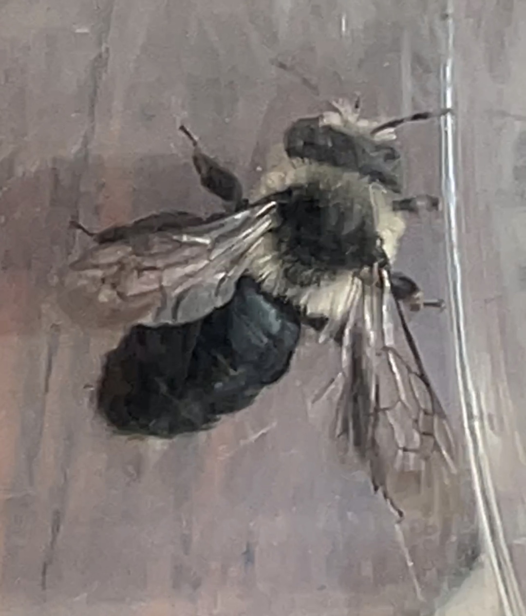 Andrena cineraria | Grauschwarze Düstersandbiene Andrena cineraria | Grauschwarze Düstersandbiene