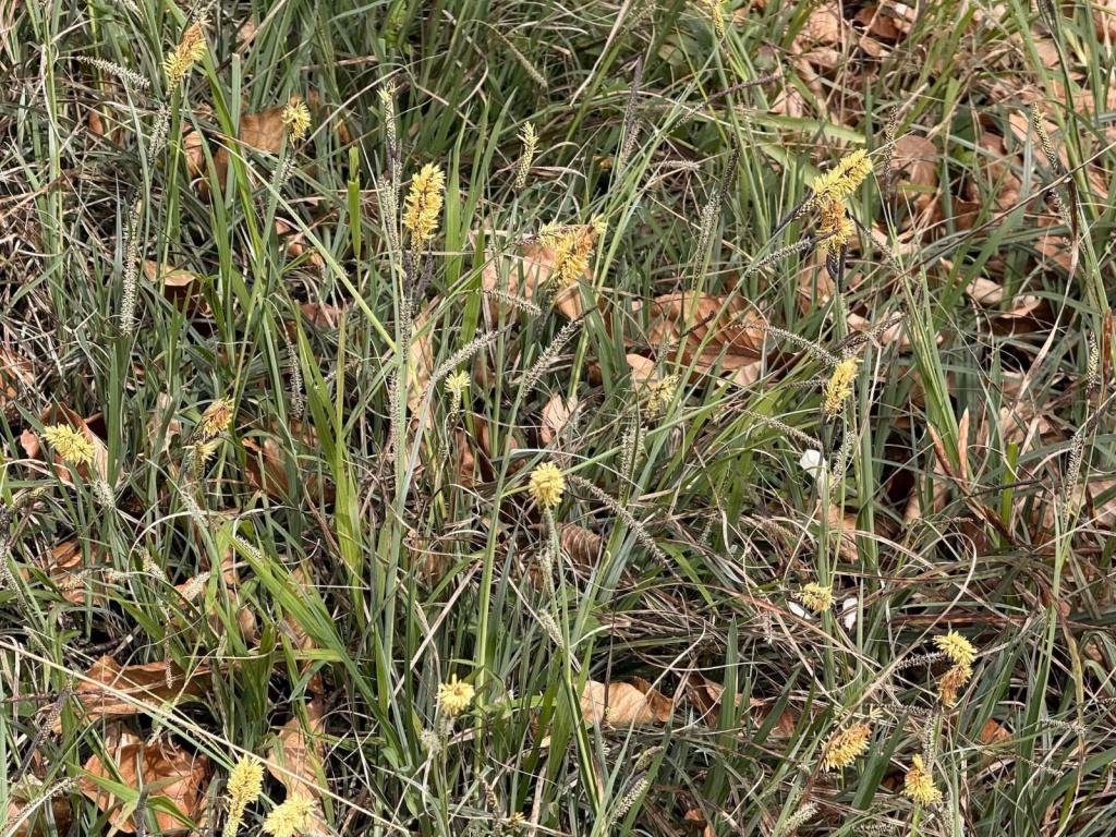 Carex flacca subsp. flacca | Blau-Segge Carex flacca subsp. flacca | Blau-Segge