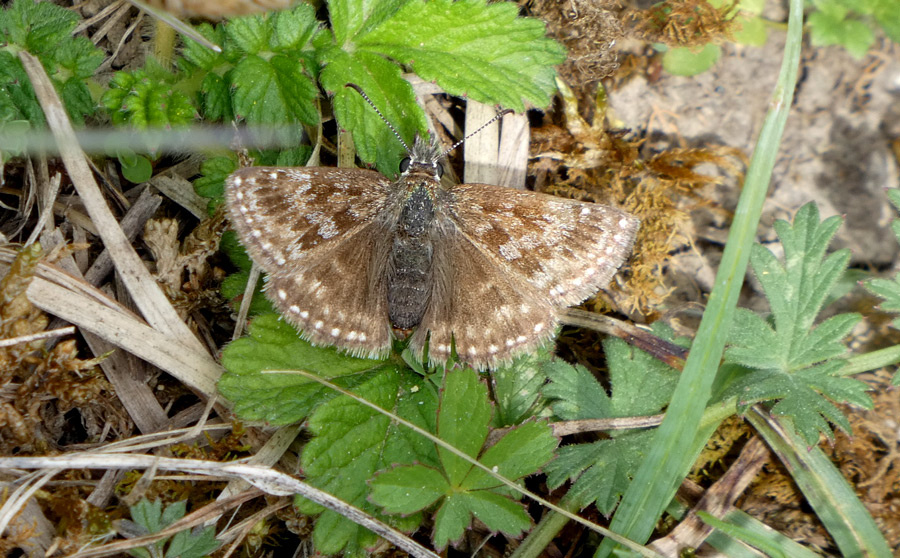 Erynnis tages | Dunkler Dickkopffalter Erynnis tages | Dunkler Dickkopffalter