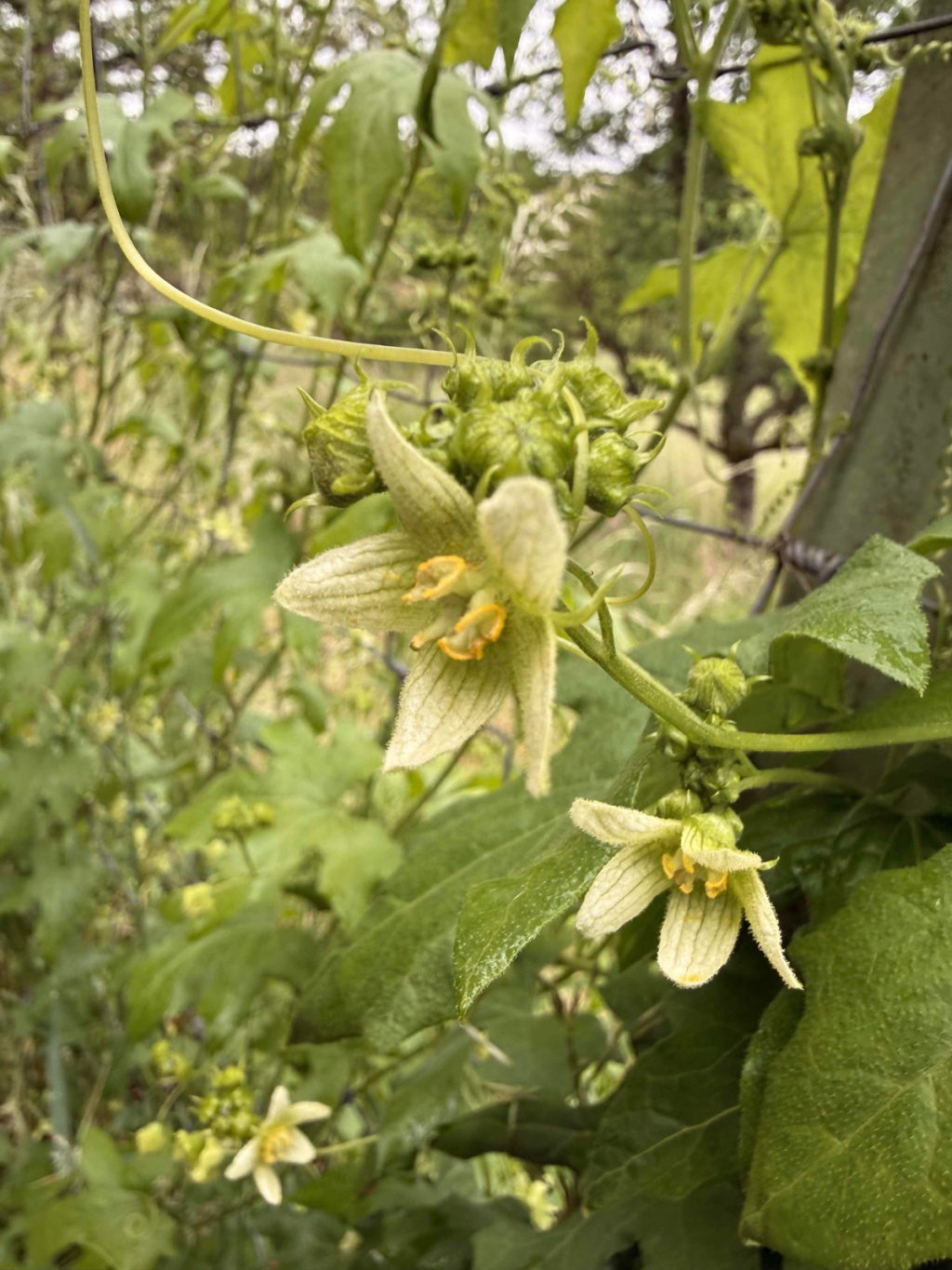 Bryonia dioica | Rotbeerige Zaunrübe Bryonia dioica | Rotbeerige Zaunrübe