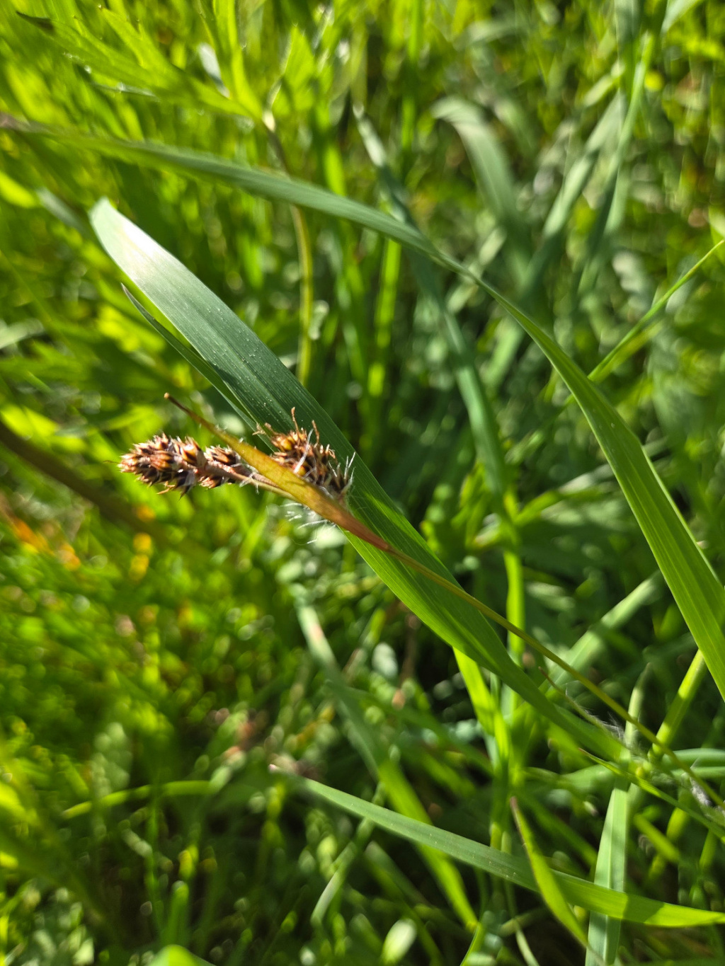 Luzula campestris subsp. campestris | Gewöhnliche Hainsimse Luzula campestris subsp. campestris | Gewöhnliche Hainsimse