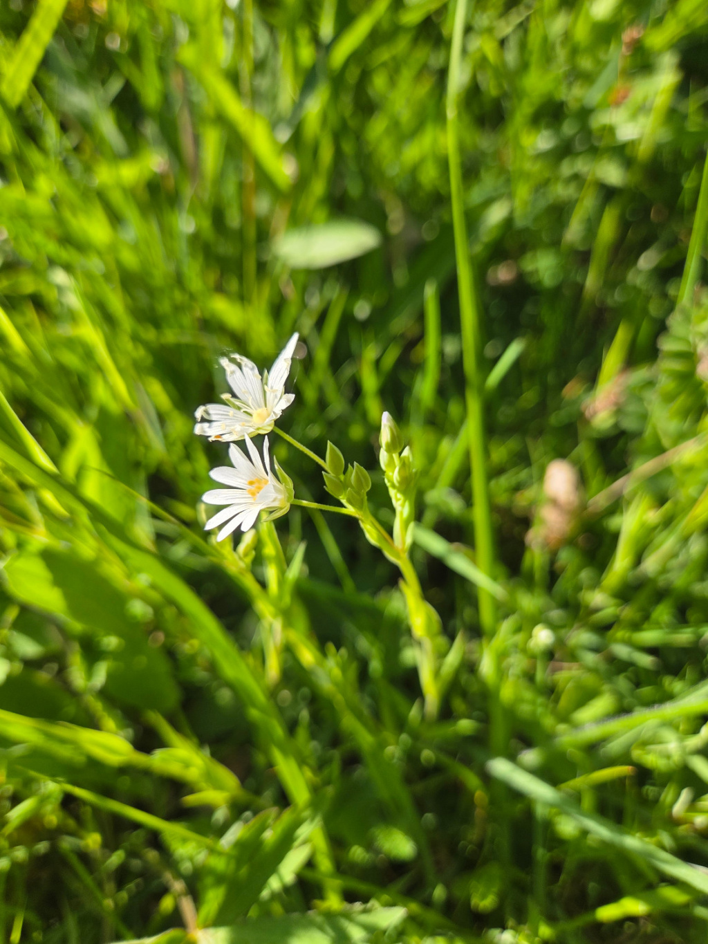 Stellaria holostea | Echte Sternmiere Stellaria holostea | Echte Sternmiere